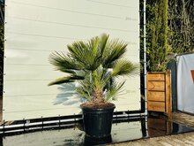 Palmboom - Chamaerops Humilis