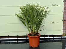 Palmboom - Chamaerops Humilis