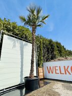 Palmboom - Trachycarpus Fortunei