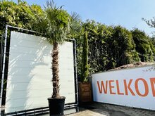 Palmboom - Trachycarpus Fortunei