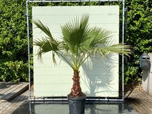 Palmboom - Washingtonia Robusta