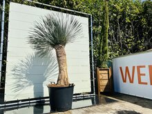 Palmboom - Yucca Rostrata