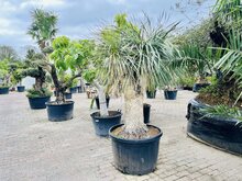 Palmboom - Yucca Rostrata