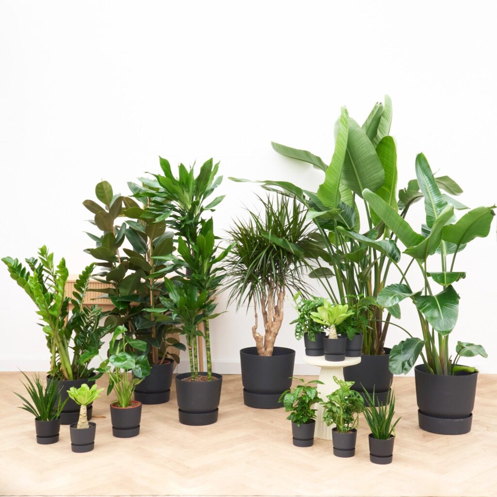 Kantoorpakket: Jungle XL
