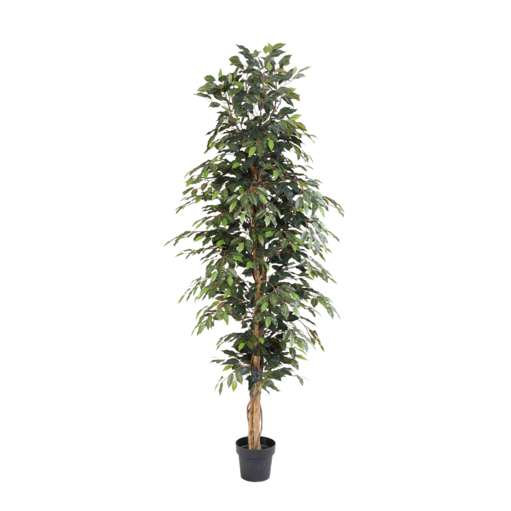 Kunstplant Ficus Benjamina | 205cm