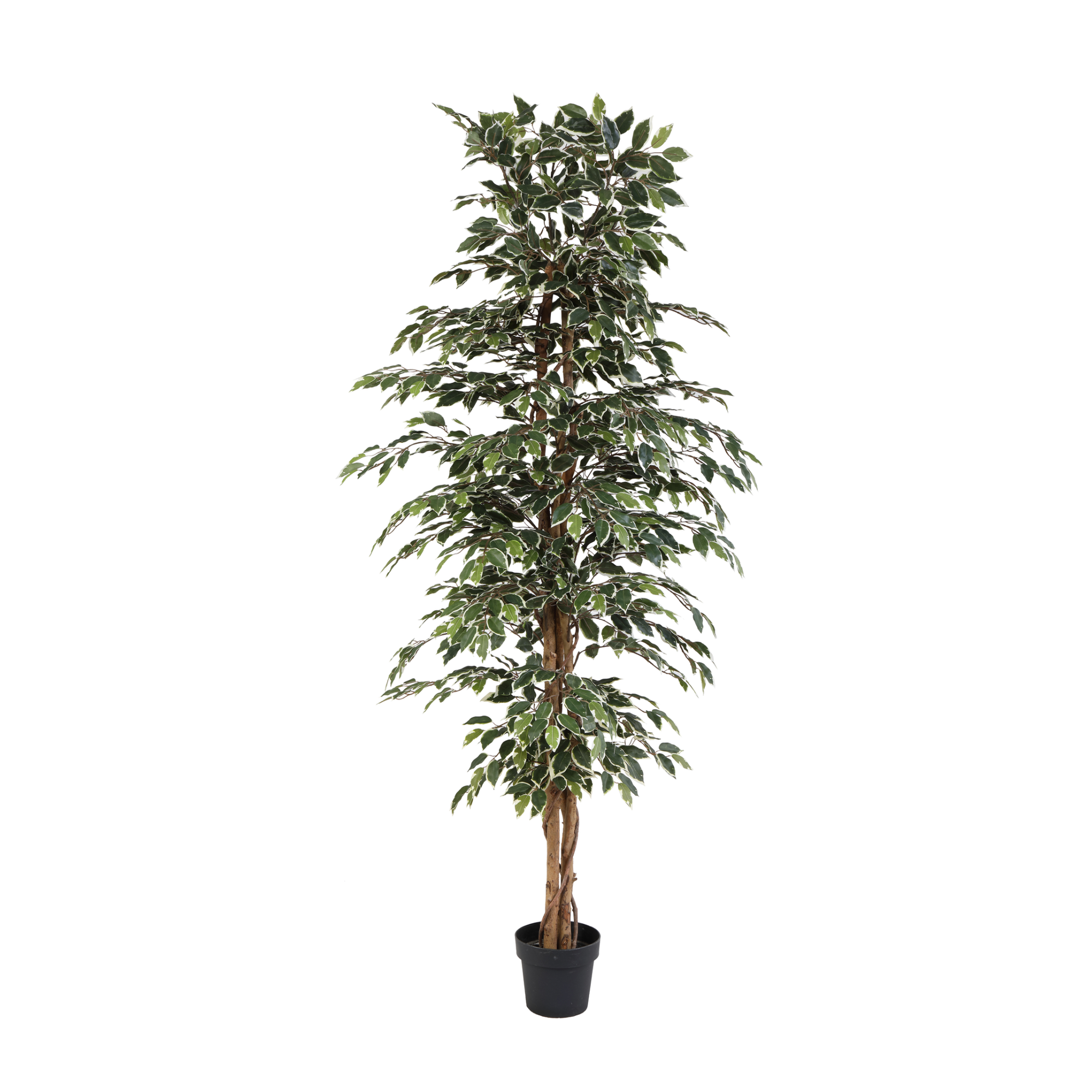 Kunstplant Ficus Benjamina Variegata | 205cm