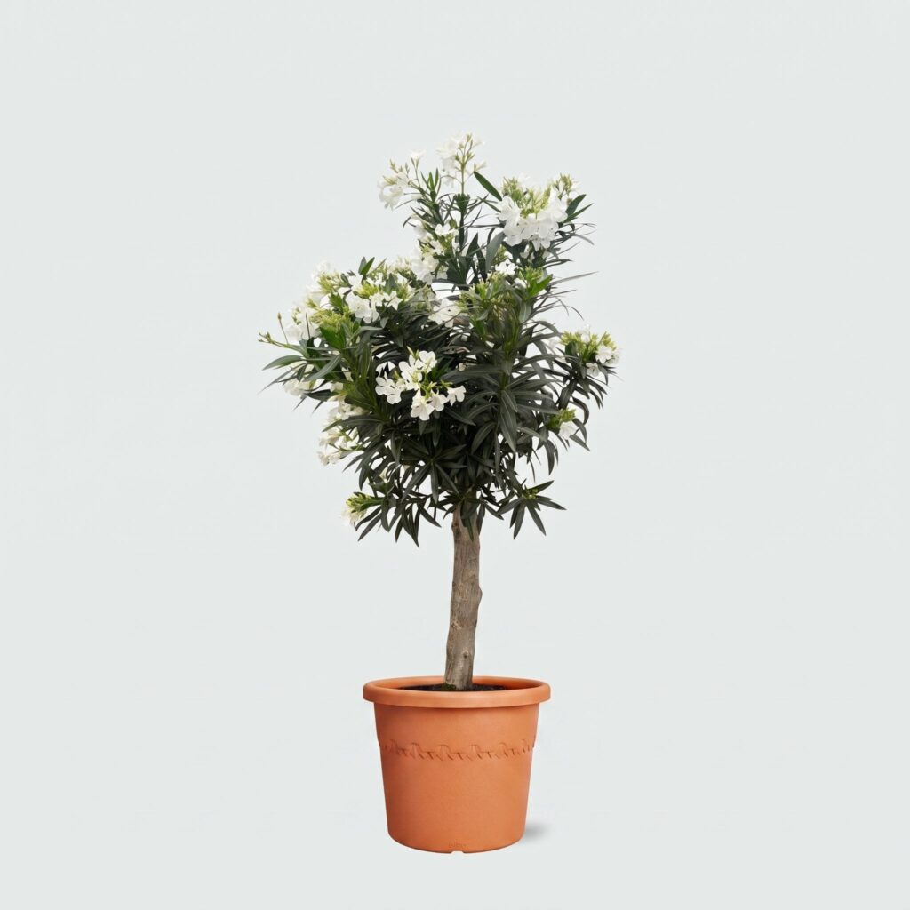Nerium Oleander Bonsai - 160cm