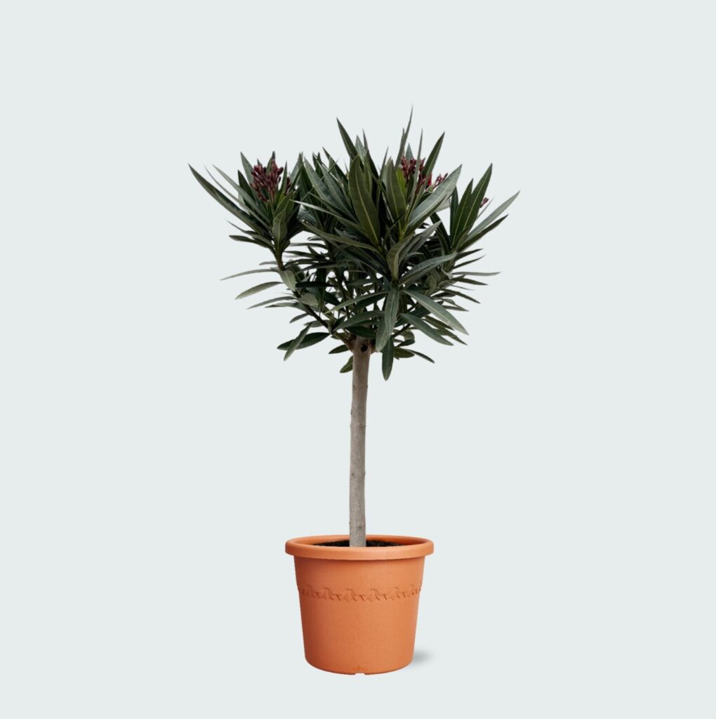Nerium Oleander op stam - 130cm