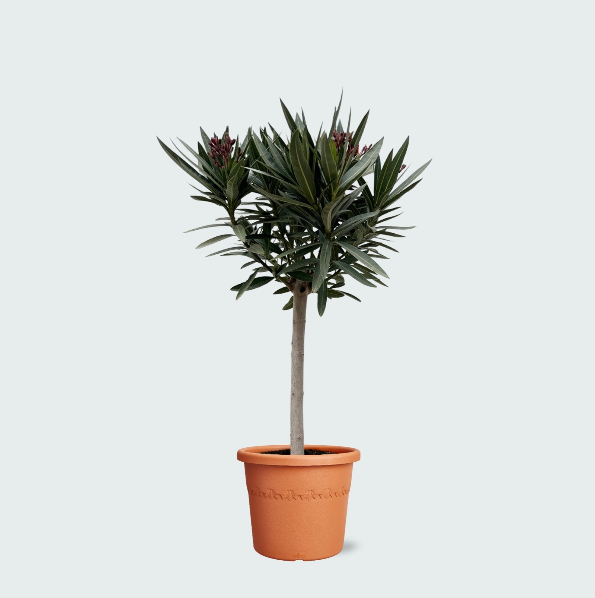 Nerium Oleander op stam - 130cm