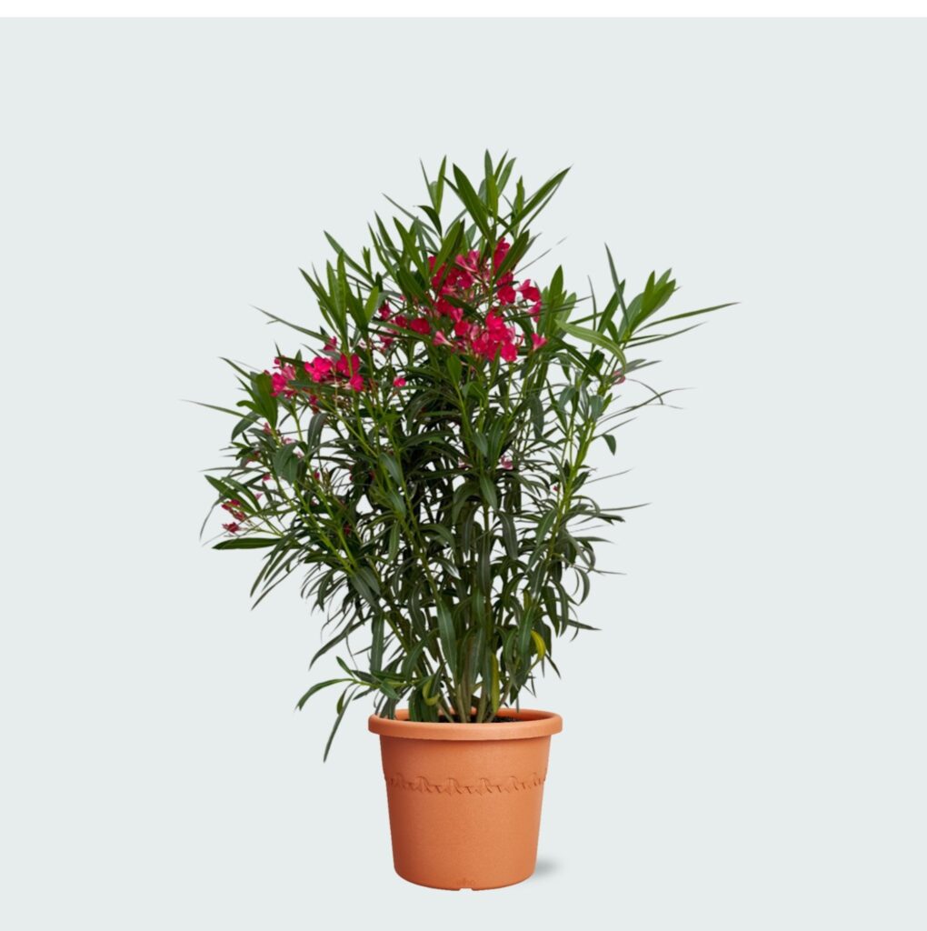 Nerium Oleander struik - 120cm