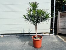 Roze Oleander - op stam - hoogte 80-100 cm