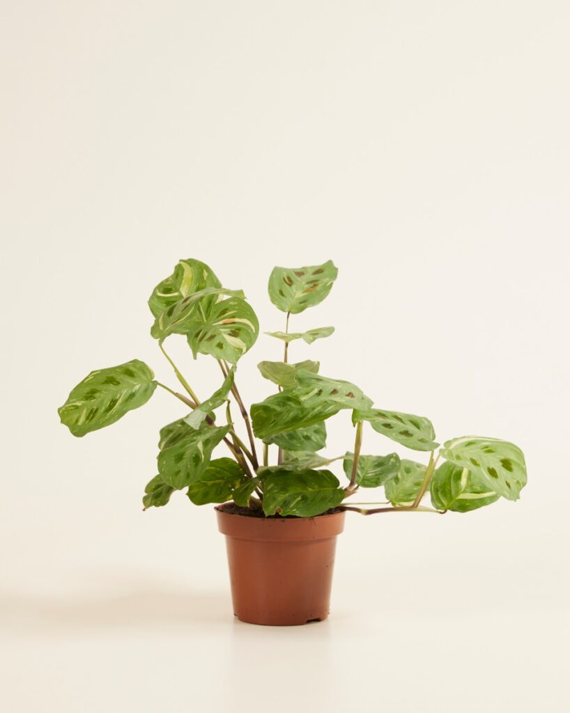 Kerchoveana Variegated
