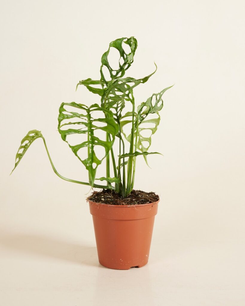 Obliqua
