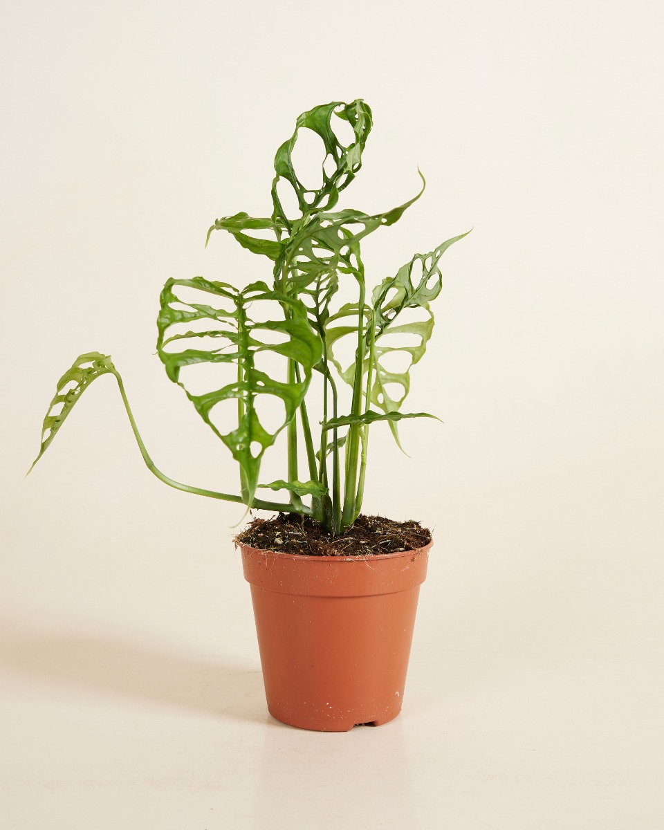 Obliqua